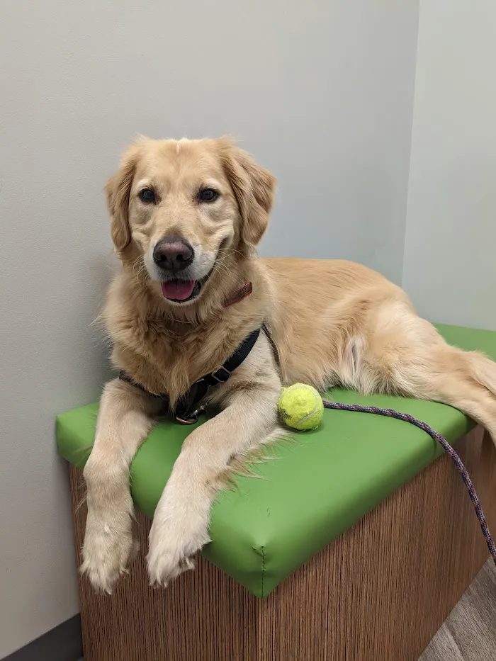 Art Museum Veterinary Center 12