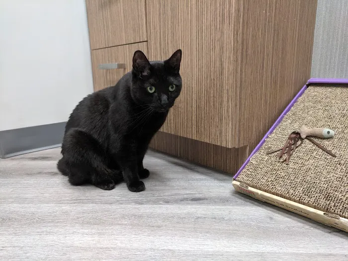 Art Museum Veterinary Center 12