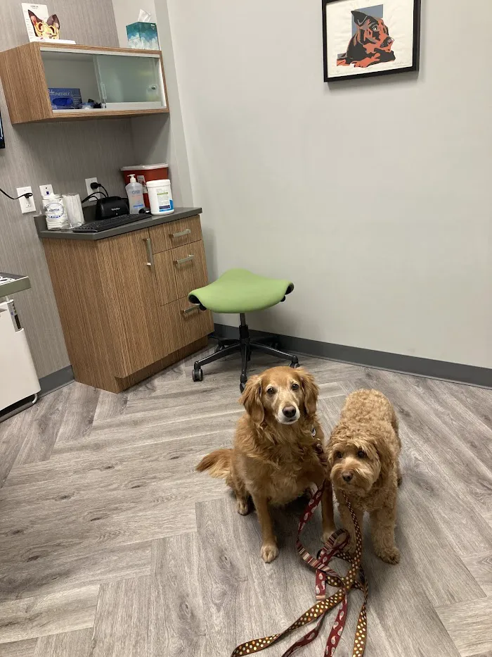 Art Museum Veterinary Center 12