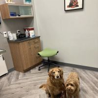 Art Museum Veterinary Center ico