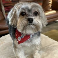 Heart + Paw ico