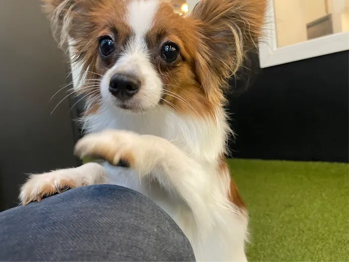 Heart + Paw 7