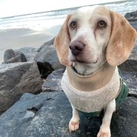 Queen Village Animal Hospital ico