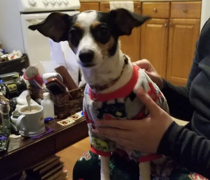 Queen Village Animal Hospital 4