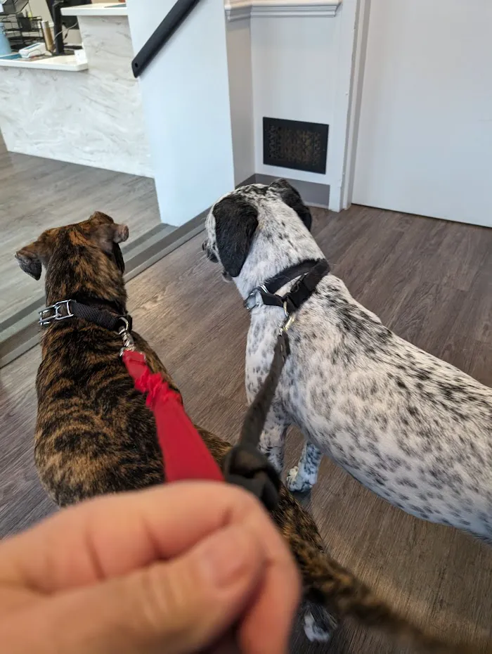Queen Village Animal Hospital 10