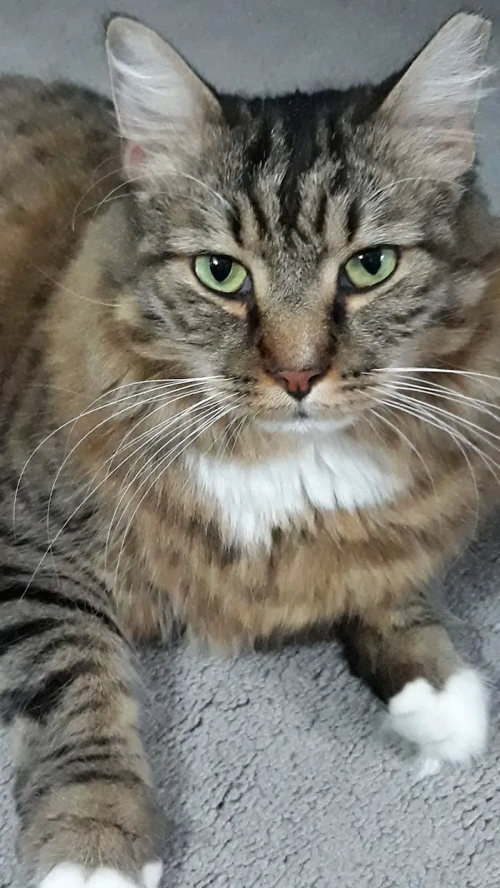 Queen Village Animal Hospital 9