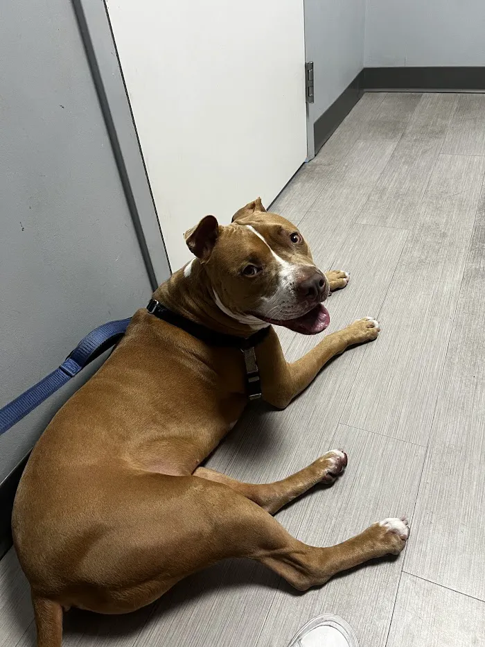 Washington Ave Animal Hospital 8