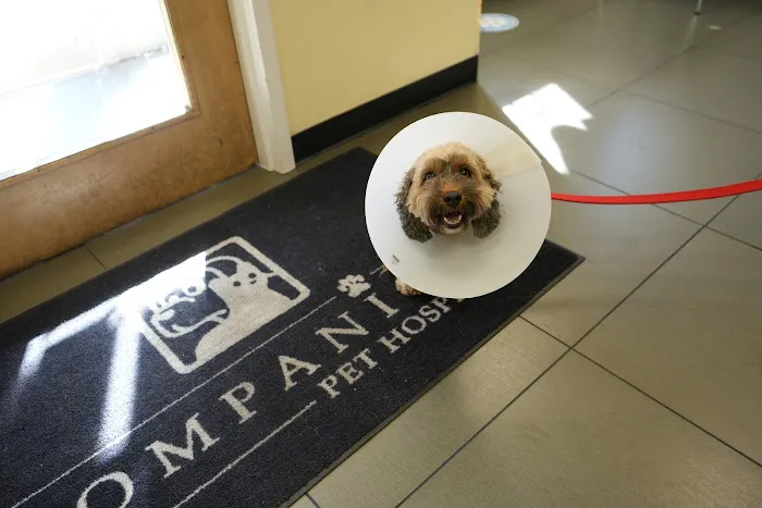 Companion Pet Hospital 6