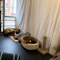 Companion Pet Hospital ico
