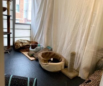 Companion Pet Hospital