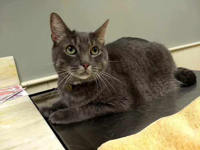 Society Hill Veterinary Hospital 4