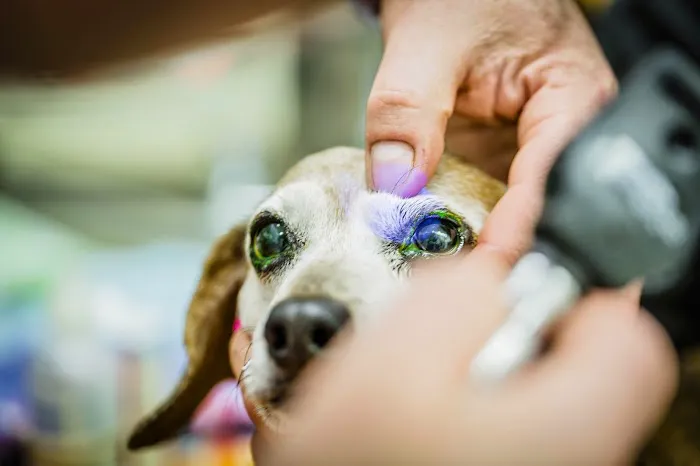 Center City Veterinary Hospital 2
