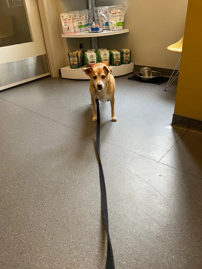 Center City Veterinary Hospital 8