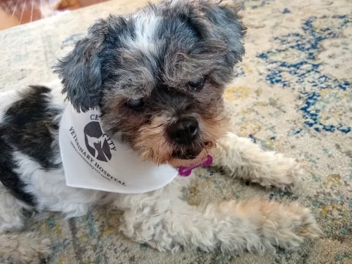 Center City Veterinary Hospital 4