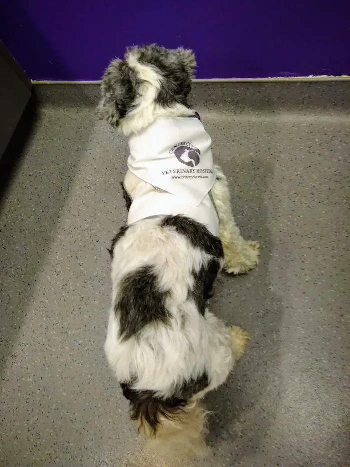 Center City Veterinary Hospital 5