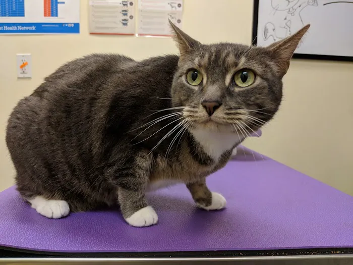 Center City Veterinary Hospital 7
