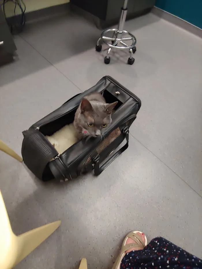 Center City Veterinary Hospital 10