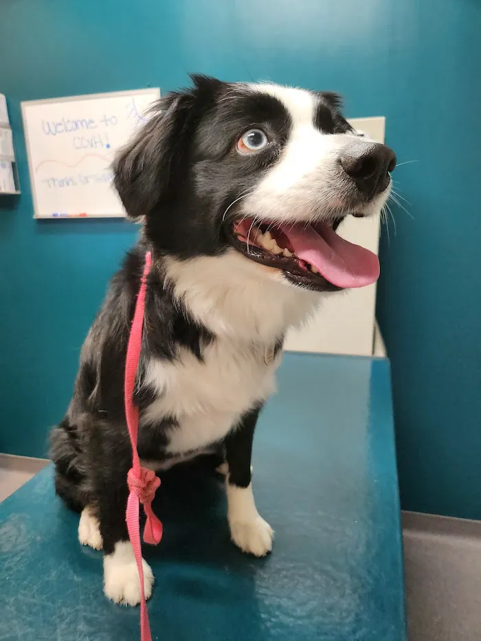 Center City Veterinary Hospital 3