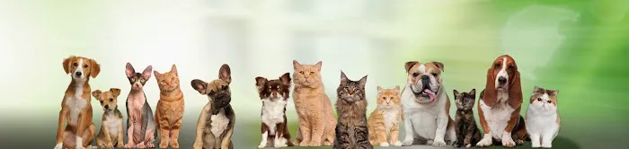 Northern Liberties Veterinary Center 1