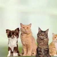 Northern Liberties Veterinary Center ico