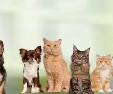 Northern Liberties Veterinary Center