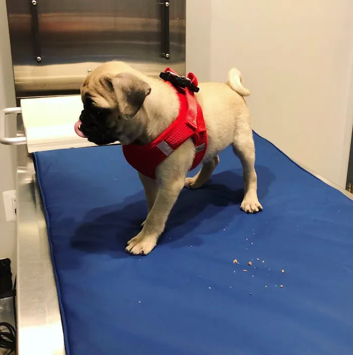 Northern Liberties Veterinary Center 4