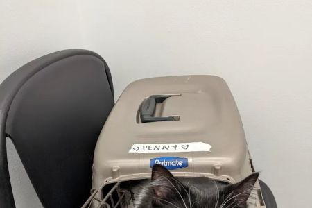 Art City Vets Wellness Center