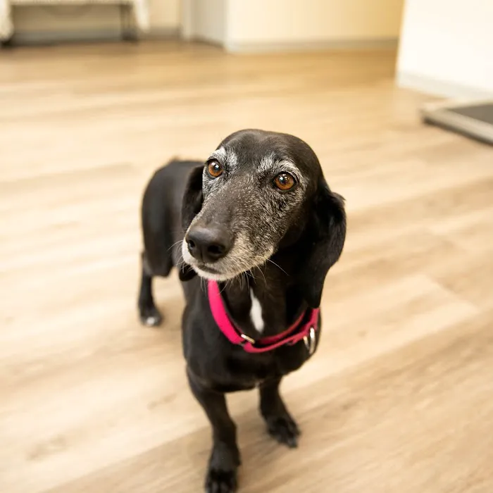Indy Veterinary Care 7
