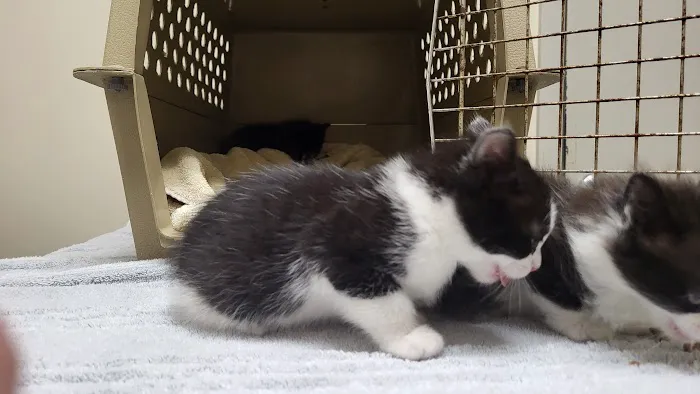 Indy Veterinary Care 9
