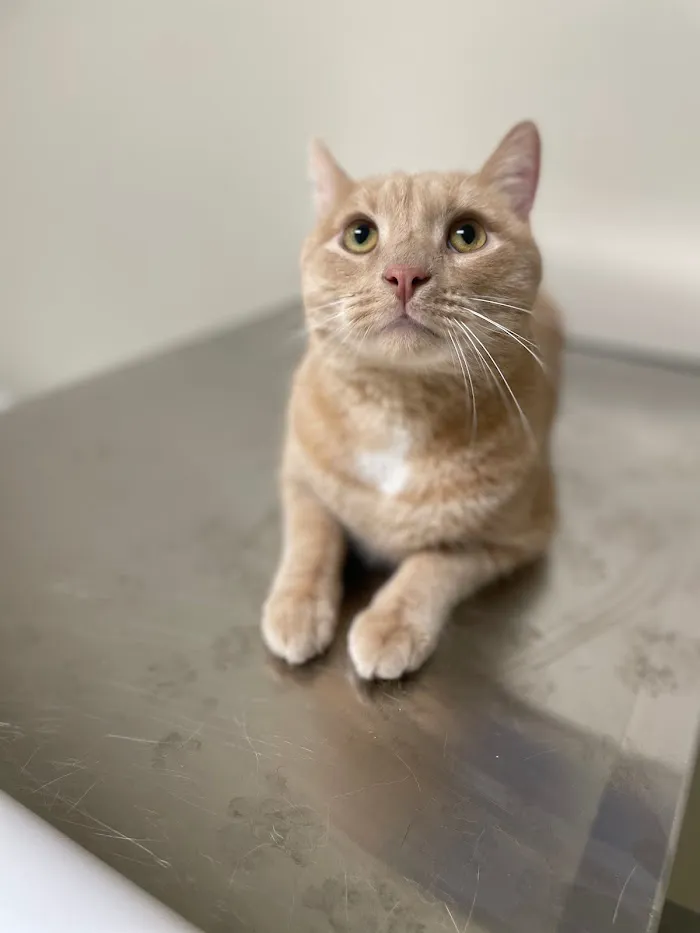 Indy Veterinary Care 8