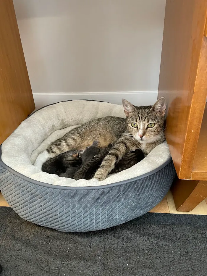 Indy Veterinary Care 2