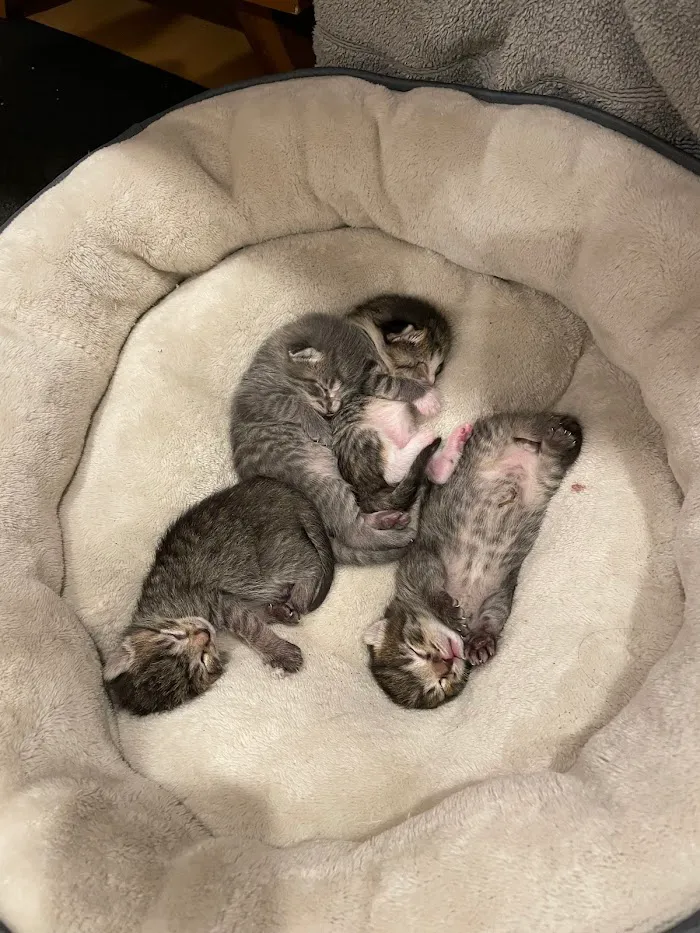Indy Veterinary Care 5