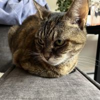 Pet Vet Clinic On Passyunk ico