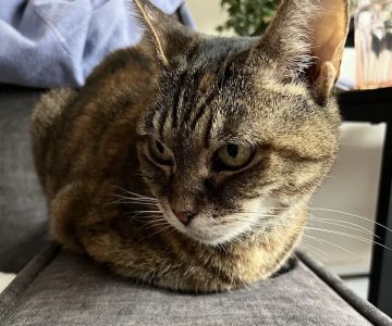 Pet Vet Clinic On Passyunk