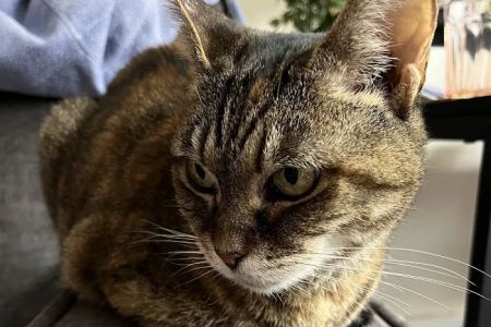 Pet Vet Clinic On Passyunk