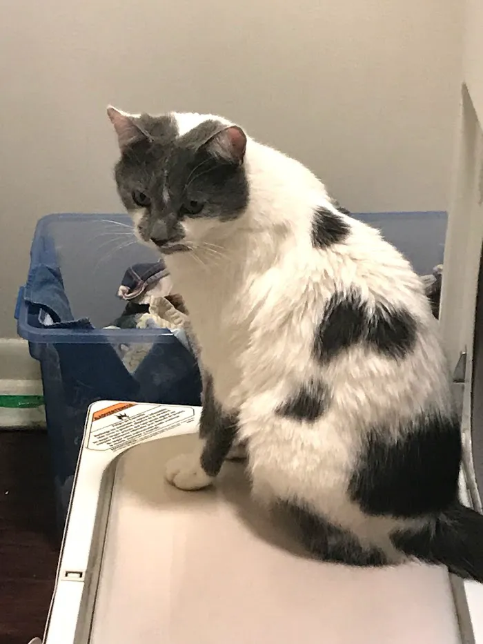 Pet Vet Clinic On Passyunk 12