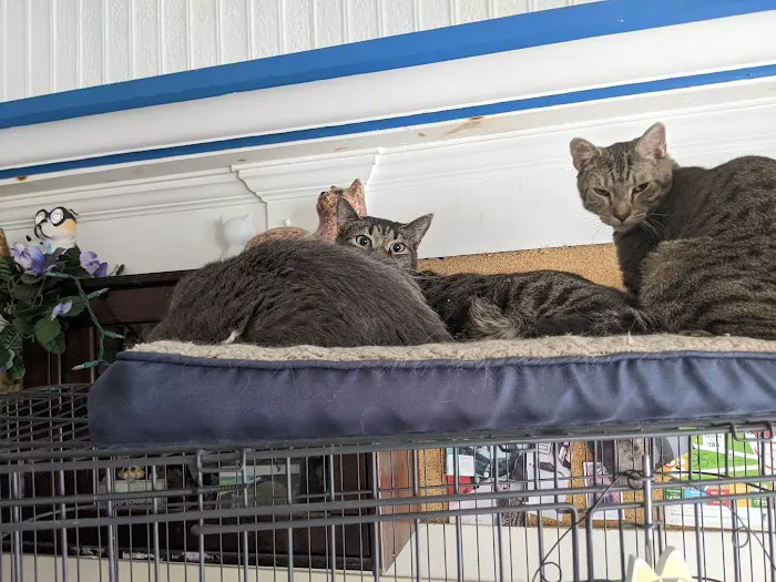 Pet Vet Clinic On Passyunk 12