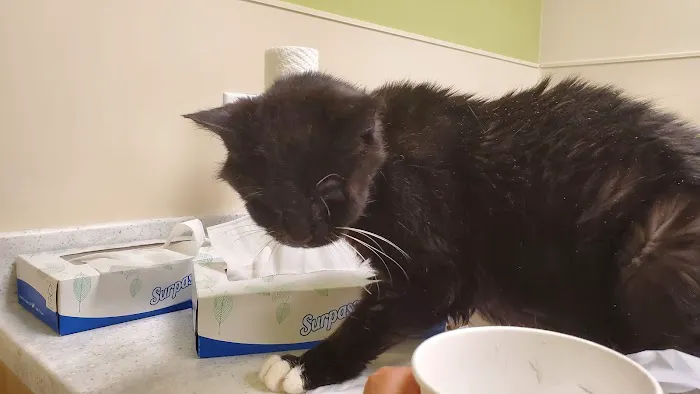 BluePearl Pet Hospital 12