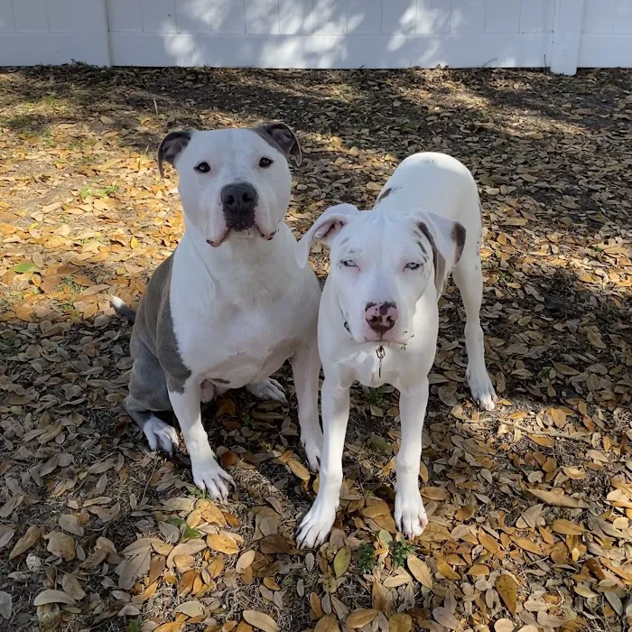 Companion Pet Hospital 12