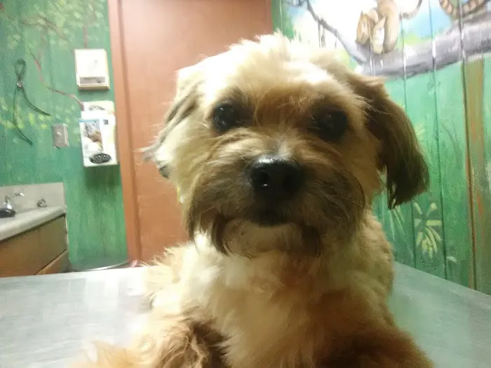 Companion Pet Hospital 12