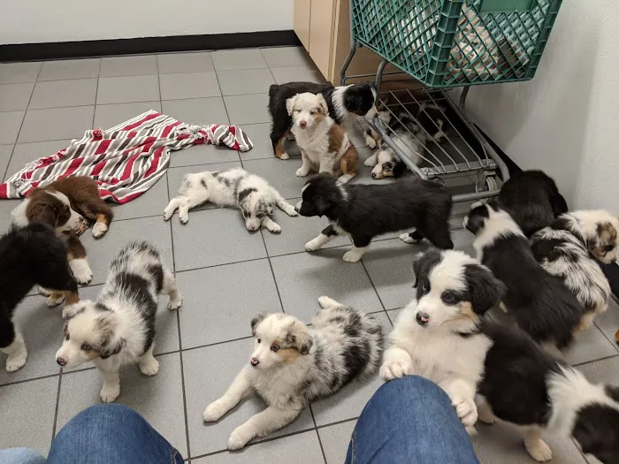 Berry Patch Animal Clinic 4