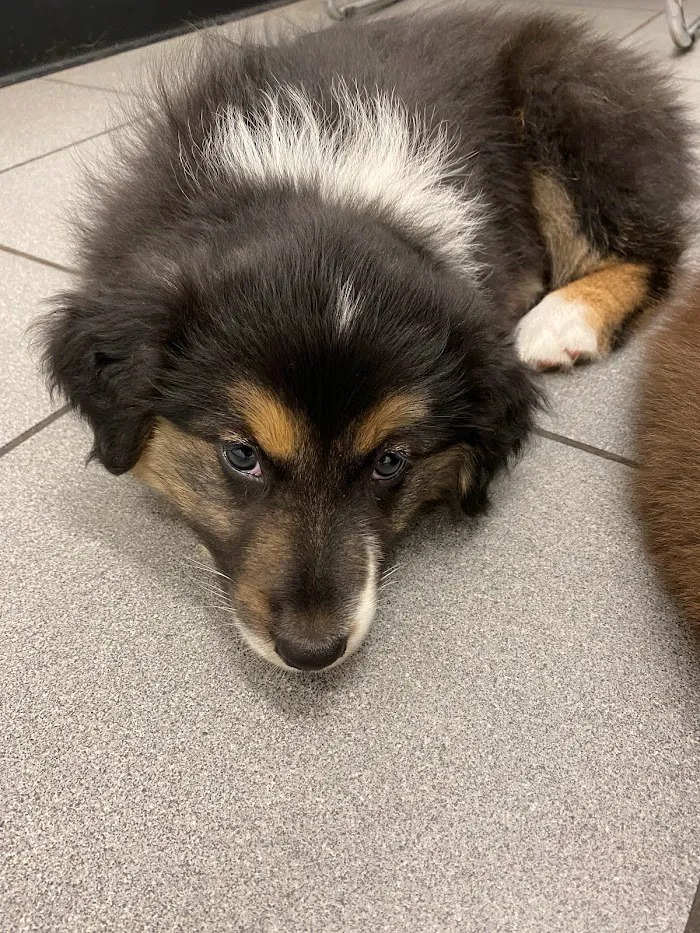Berry Patch Animal Clinic 9