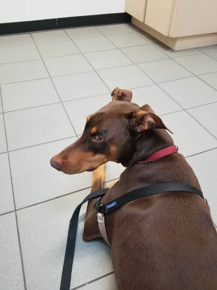 Berry Patch Animal Clinic 8