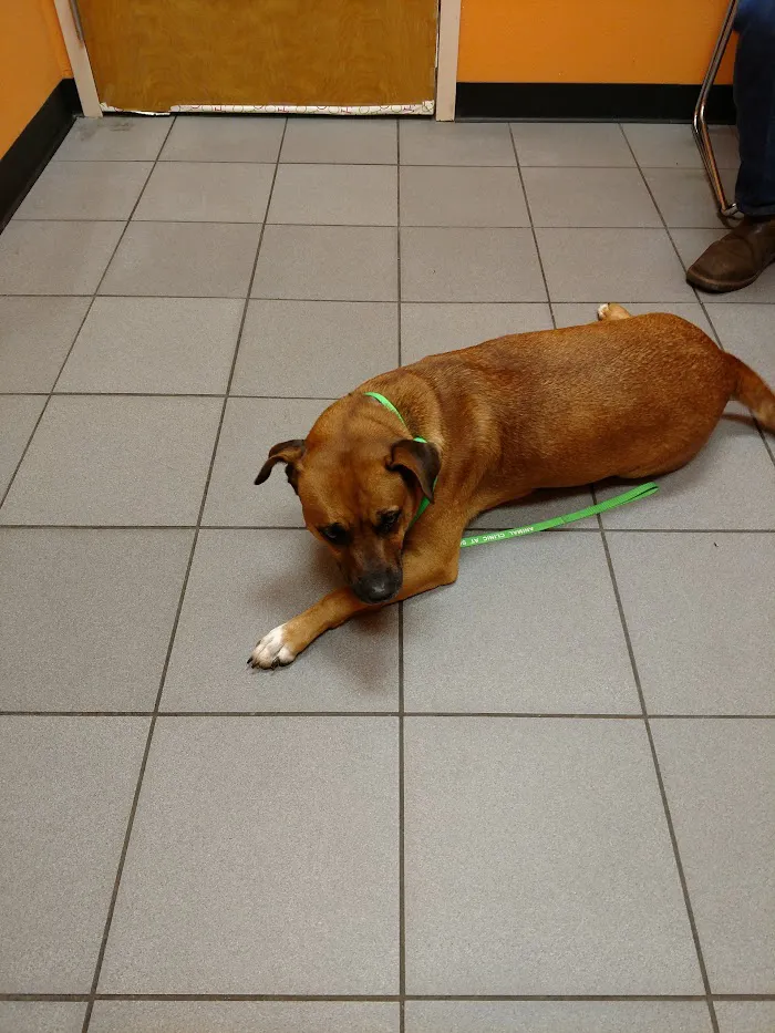 Berry Patch Animal Clinic 5