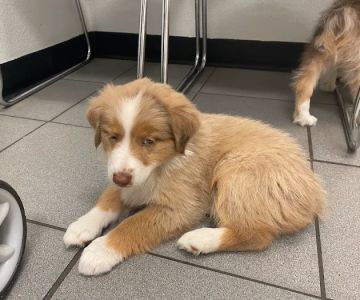 Berry Patch Animal Clinic