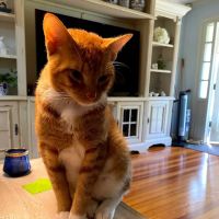 Turkey Creek Animal Hospital ico