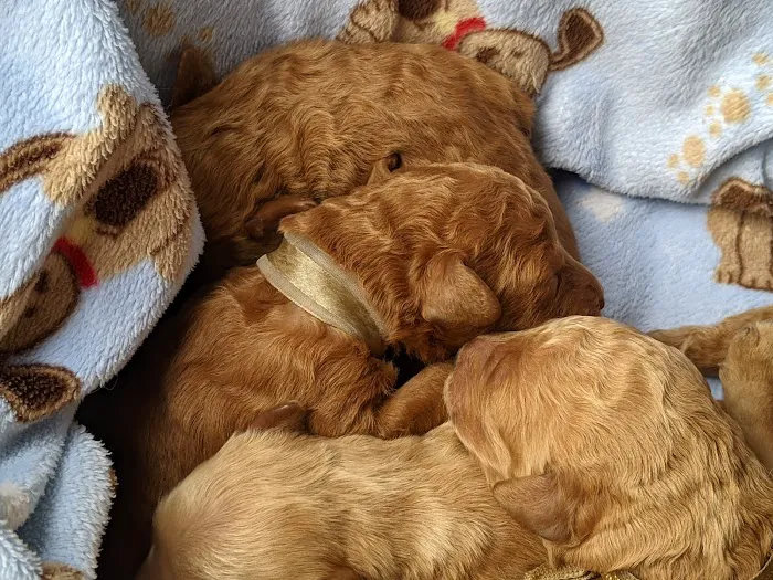 Turkey Creek Animal Hospital 12