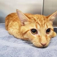Alafia River Animal Hospital ico