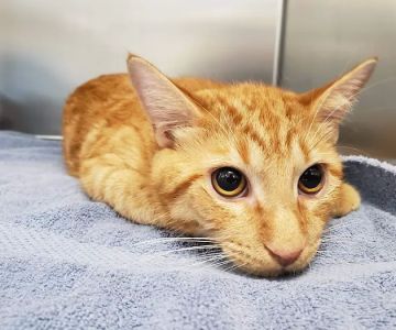 Alafia River Animal Hospital