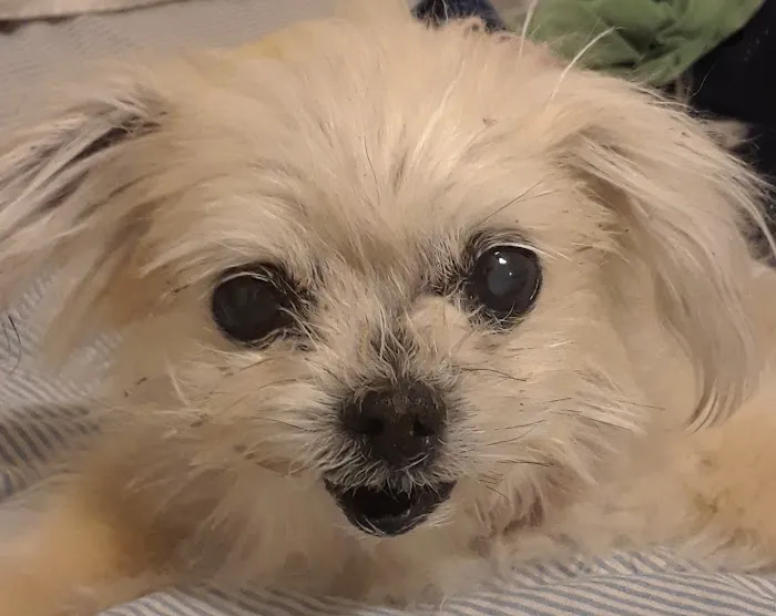 Southbay Animal Hospital 12